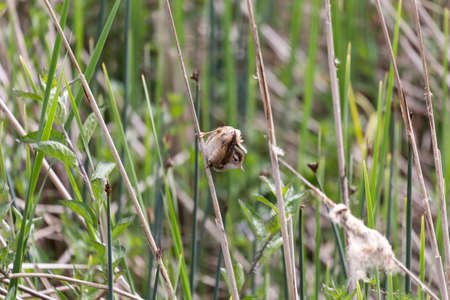 Marsh Wren, spring in BC Canadaの写真素材