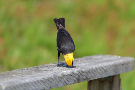 Yellow-headed Blackbird, spring in BC Canadaの写真素材