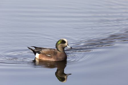 American Widgeon / Wigeon in Delta BC Canadaの写真素材