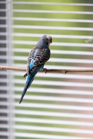 budgerigar standing on a wood branchの写真素材