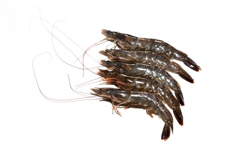 Raw shrimp isolated on white backgroundの写真素材