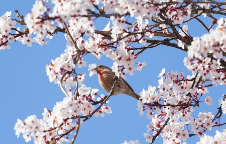 male house finch standing on cherry flower treeの写真素材