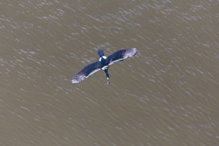 flying Pelagic Cormorant in Vancouver BC Canada