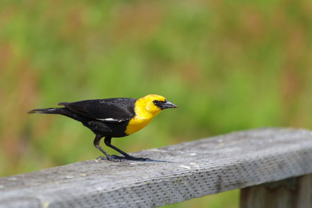 Yellow-headed Blackbird, spring in BC Canadaの写真素材
