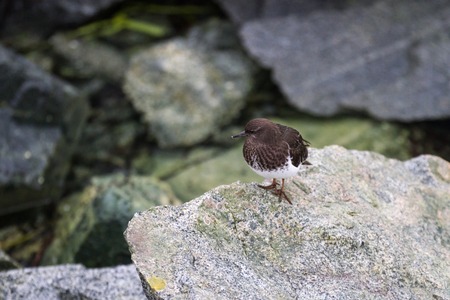 Black Turnstone in BC Canadaの写真素材