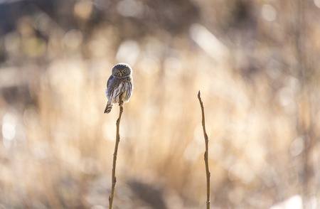 Northern Pygmy Owl resting on a tree branchの写真素材