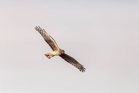 Northern Harrier in Boundary Bay deltaの写真素材