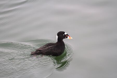 Surf Scoter in BC Canadaの写真素材