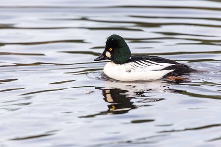 Common Goldeneye, lost lagoon vancouverの写真素材