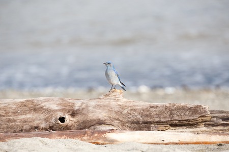 Male Mountain Bluebird in Vancouver Canadaの写真素材
