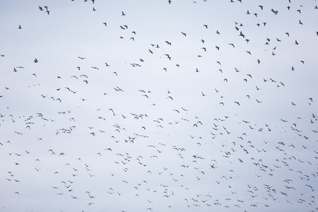 flying bird with blue sky for backgroundの写真素材