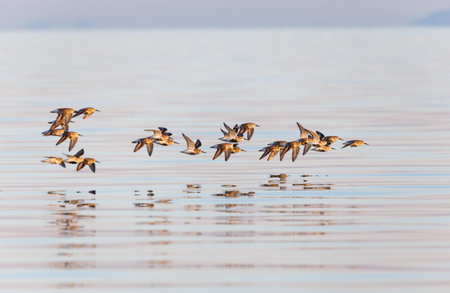 Dunlin in Delta BC Canada