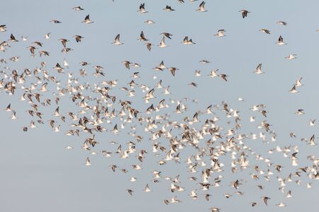 Dunlin in Delta BC Canadaの写真素材