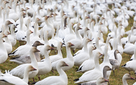 snow geese in BC Canadaの写真素材