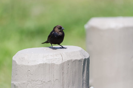 Brown-headed Cowbird, spring in BC Canadaの写真素材