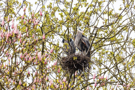 great blue heron nesting on the treeの写真素材