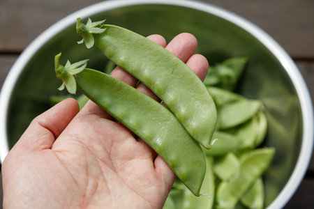 green snow pea, food concept. close up.の写真素材