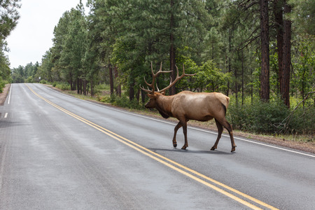 male elk at grand canyon national park.の写真素材