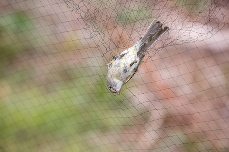 Pacific-slope Flycatcher in the net, for Bird Ringing.の写真素材