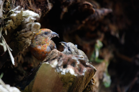 Red crossbill perches on a log. Vancouver, Canada.の写真素材