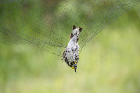 Yellow-rumped Warbler in the net, for Bird Ringing.の写真素材