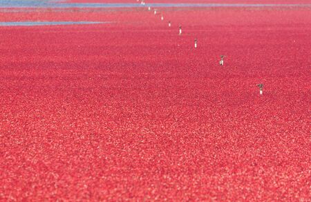 Cranberry harvest in Richmond, BC Canada. cranberry bog.の写真素材
