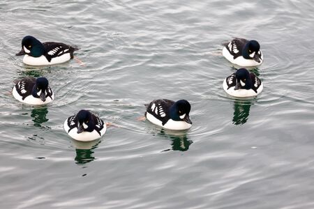 Barrow's Goldeneye - group on coast of Vancouver BC Canadaの写真素材