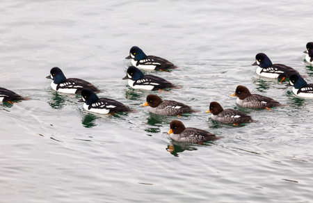 Barrow's Goldeneye - group on coast of Vancouver BC Canada