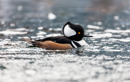 Hooded Merganser, Vancouver BC Canadaの写真素材