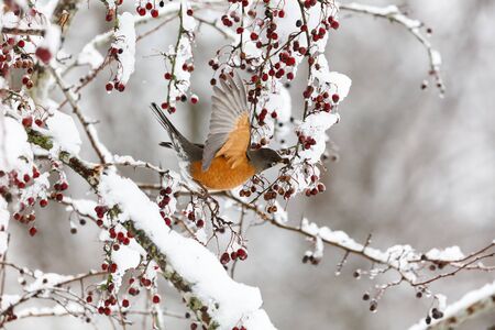 american robin at Vancouver BC Canada, 2017 Feb.の写真素材