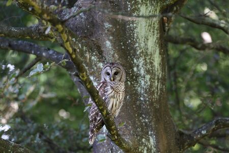 adult barred owl at Vancouver BC Canadaの写真素材