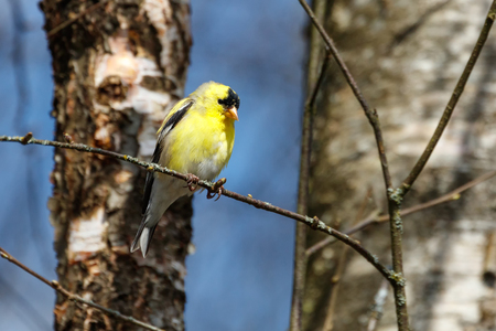 American Goldfinch at Vancouver BC Canada,の写真素材