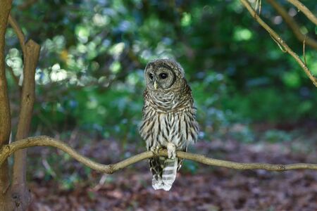 juvenile barred owl at Vancouver BC Canadaの写真素材