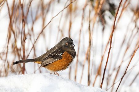 Spotted towhee and snow at Vancouver BC Canada,の写真素材