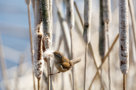 Marsh Wren gathering cattail down  at Vancouver BC Canada,の写真素材