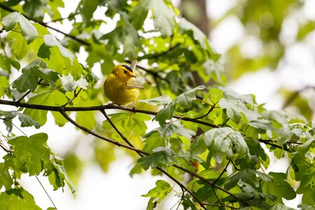 male Wilson's Warbler at vancouver bc canadaの写真素材
