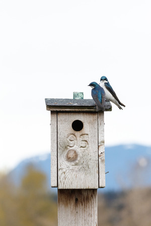 Tree Swallow on a nest box at Richmond  BC Canada,の写真素材