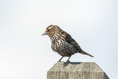 Female Red winged blackbird, Vancouver BC Canada.