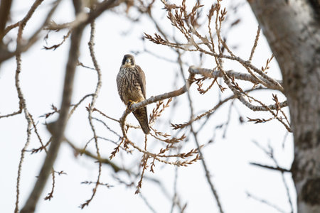 Peregrine falcon perched on tree, Vancouver BC Canada