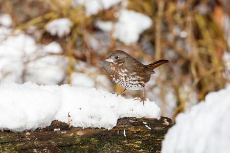 Fox sparrow and snow at Vancouver BC Canada,の写真素材
