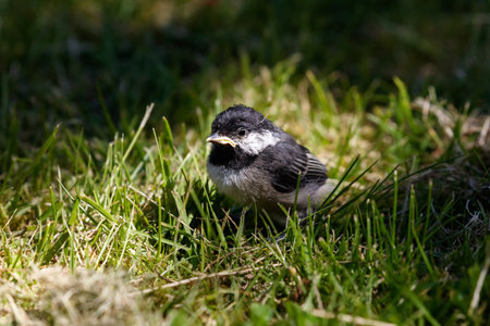 Black capped Chickadee, young bird, Vancouver BC Canada.の写真素材