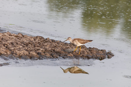 Greater yellowlegs bird at Vancouver BC Canadaの写真素材