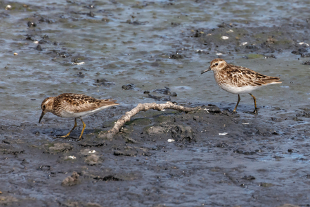 Least sandpiper bird at Vancouver BC Canadaの写真素材