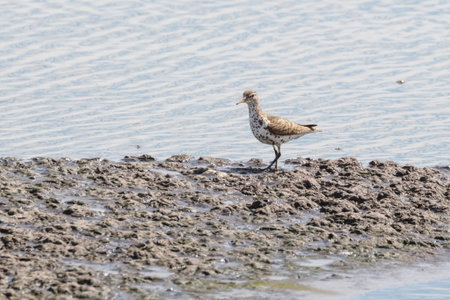 Spotted sandpiper bird at Vancouver BC Canada