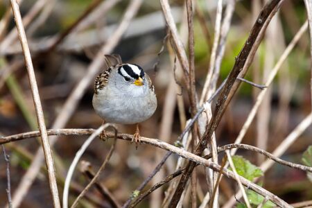 white crowned sparrow at Vancouver BC Canada,の写真素材
