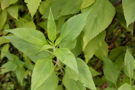 Jerusalem artichoke plant with white background, close up