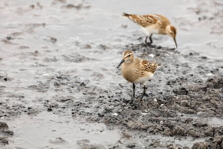 pectoral sandpiper at Richmond BC Canada 2017 Sep.の写真素材