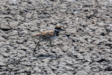 a young killdeer bird at Vancouver BC Canadaの写真素材