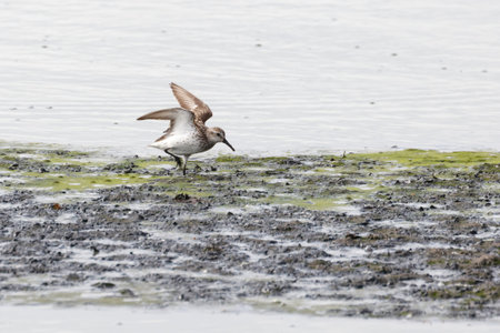 western sandpiper bird at Vancouver BC Canadaの写真素材