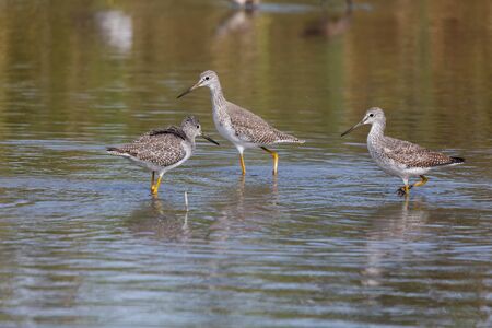 Greater yellowlegs bird at Vancouver BC Canadaの写真素材
